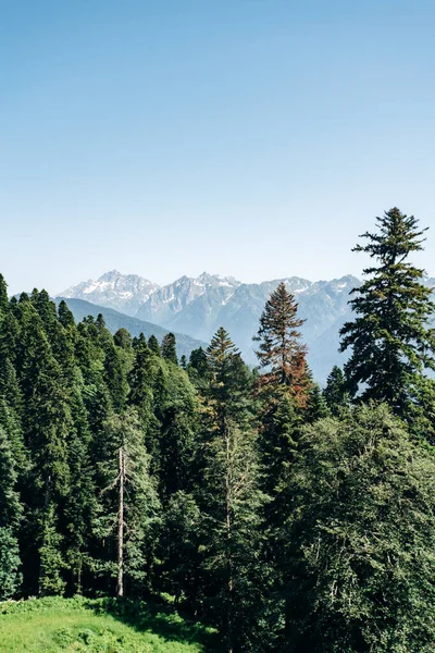Widok Góry Zielonym Krajobrazem Lasu — Zdjęcie stockowe