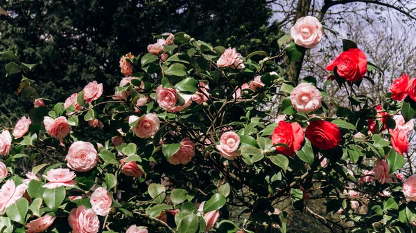 Japanese Camellia Blooming Bushes Beautiful Camellia Flowers Camellia Flowers Branches — стокове фото