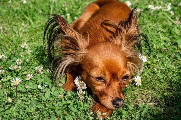 迷人的红狗在绿草上撒满了雏菊 — 图库照片
