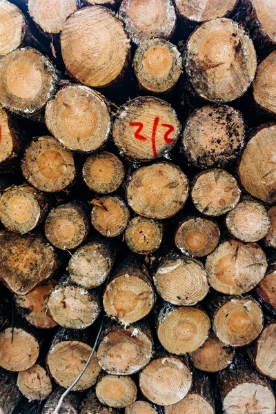 Çam Ormanında Yeni Kesilmiş Kütükler Istiflenmiş — Stok fotoğraf