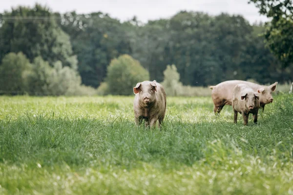 田舎の農場で豚が放牧されている 民間農場での豚の放牧 — ストック写真