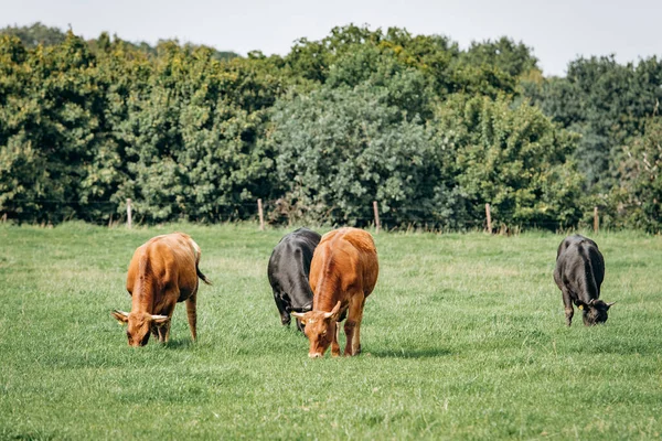 牧草地で酪農牛の放牧 緑の芝生の上で牛の放牧 — ストック写真