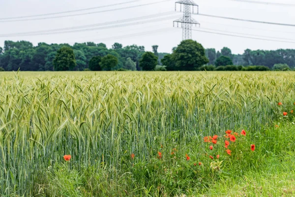 Papaveri Crescono Vicino Campo Orzo Papaveri Sullo Sfondo Campo Orzo — Foto Stock