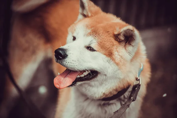 Retrato Cão Akita Akita Inu — Fotografia de Stock