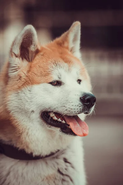 Портрет Собаки Акиты Акита Ину — стоковое фото
