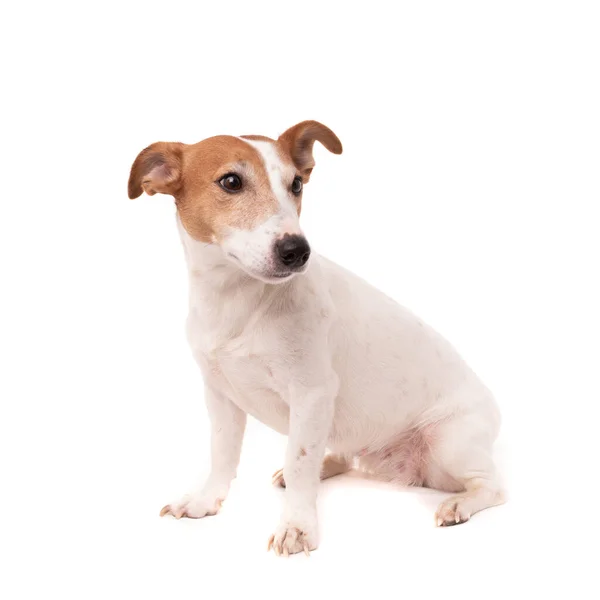 Σκυλί Jack Russell Terrier Κοιτάζει Πάνω Ένα Λευκό Φόντο — Φωτογραφία Αρχείου