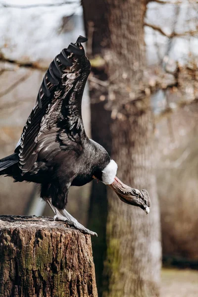 Andean Condor Sits Old Log Cabin Tree — Stock Photo, Image