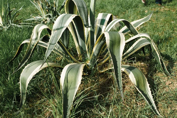 Agave Americana American Aloe Είναι Ένα Είδος Ανθοφόρου Φυτού Της Royalty Free Φωτογραφίες Αρχείου