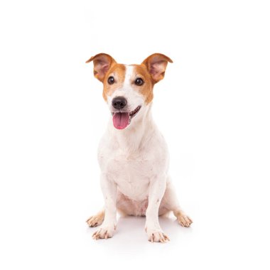 Jack Russell Terrier, stüdyoda beyaz arka planda izole edilmiş.