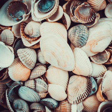 Arka plan olarak karışık renkli deniz kabukları. Deniz kabuğu dokusu