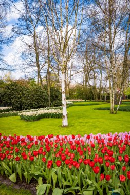 İlkbaharda Park. Bahar Arkaplanı