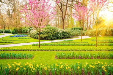 Güzel parkta gün doğumu ışığı. Bahar doğası sahnesi. Güzel Manzara. 