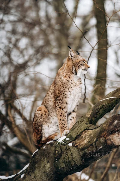 Lynx Klimt Bomen Een Zonnige Winterdag — Stockfoto