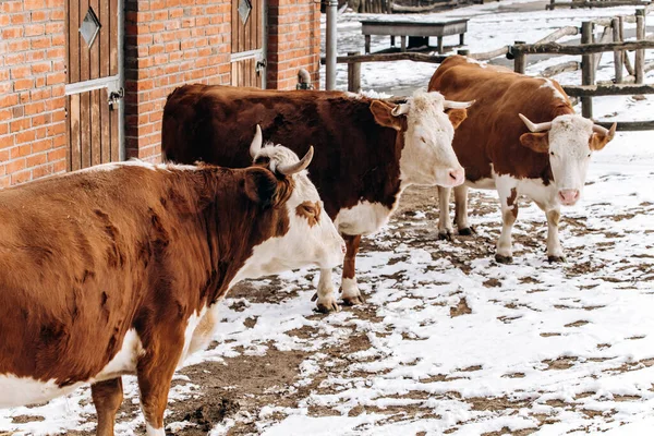 Brązowo Białe Krowy Przechadzają Się Zimą Pobliżu Budynku Gospodarstwa — Zdjęcie stockowe