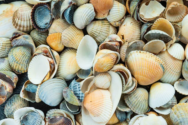 Conchiglie Mare Colorate Miste Come Sfondo — Foto Stock