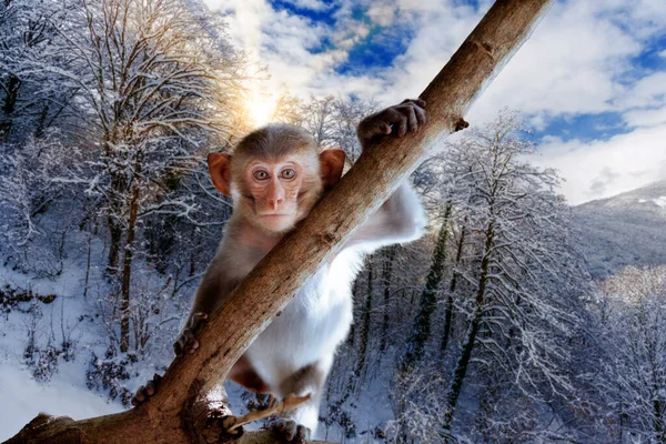 Mono Invierno Pequeño Mono Macaco Bebé — Foto de Stock