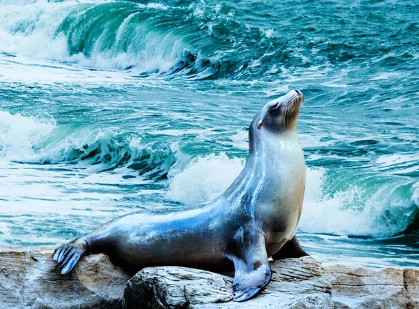 Seal Lion Mer Posant Sur Rocher Dans Les Récifs — Photo