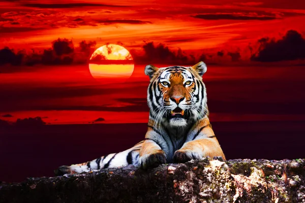 Tigris Portré Sziklán Gyönyörű Égbolttal Naplementekor — Stock Fotó