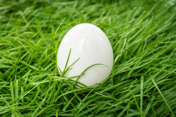 Белое Куриное Яйцо Лежит Зеленой Траве — стоковое фото