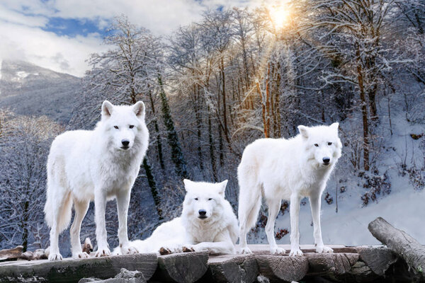 Arctic Wolves. White wolf in Winter Forest