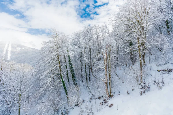 Inverno Árvores Cobertas Neve Nas Montanhas — Fotografia de Stock