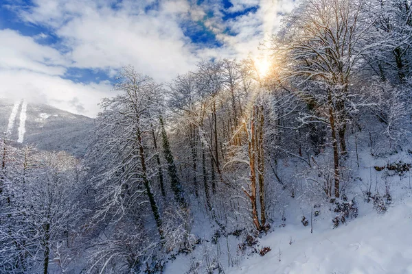 Красивая Снежная Зимняя Панорама Лесом Солнцем Зимний Закат — стоковое фото