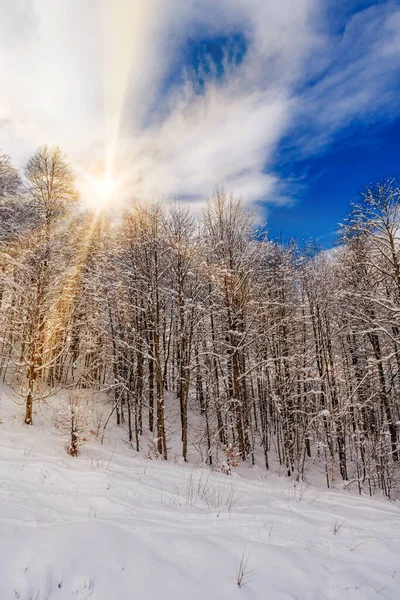 美丽的雪白的冬季风景 全景森林和阳光 冬日落日 — 图库照片