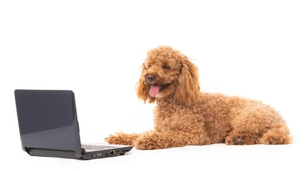 Apricot Poodle Sitting White Backdrop Looking Laptop Computer Isolated White — Stock Photo, Image