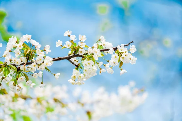 Sfondo Primavera Alberi Fiori Sfondo Cielo Blu — Foto Stock