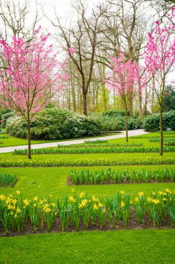 İlkbaharda Park. Bahar Arkaplanı