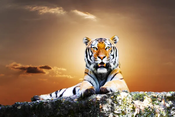 美しい空と岩の上に虎の肖像画 — ストック写真