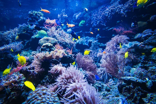 サンゴ礁や魚の水中写真 水中世界のシーン — ストック写真