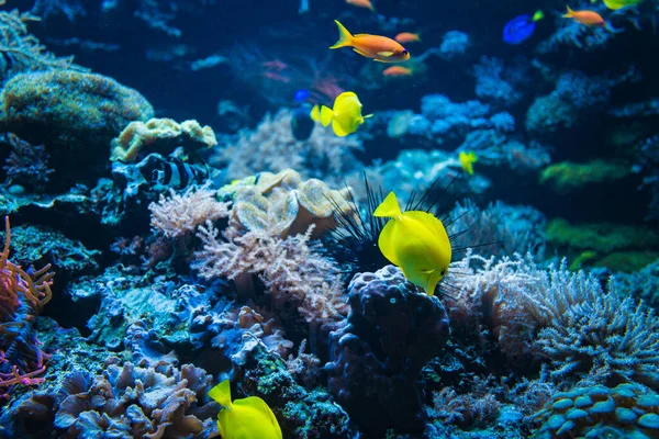 サンゴ礁や魚の水中写真 水中世界のシーン — ストック写真