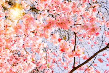 Evin yakınındaki bahçede manolya dalları var. Çiçekli Magnolia ağacı