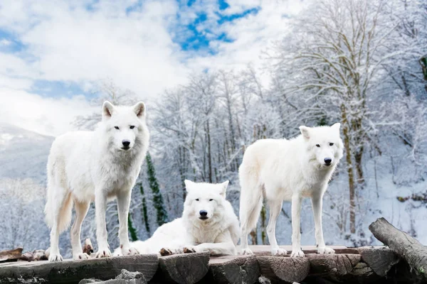 Lobos Árticos Lobo Blanco Bosque Invierno — Foto de Stock