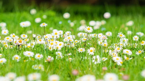 Daisy Květina Zelené Louce Bílé Sedmikrásky — Stock fotografie