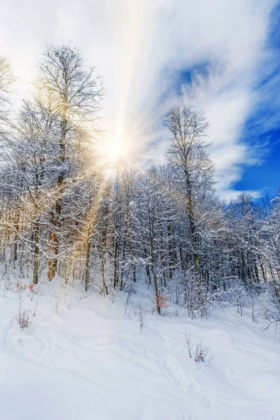 美丽的雪白的冬季风景 全景森林和阳光 冬日落日 — 图库照片