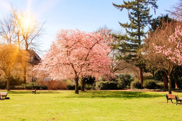 Magnolienbaum Garten Neben Dem Haus Blühender Magnolienbaum — Stockfoto