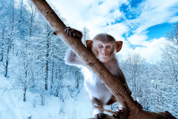 Monkey Winter Little Monkey Baby Macaque — Stock Photo, Image