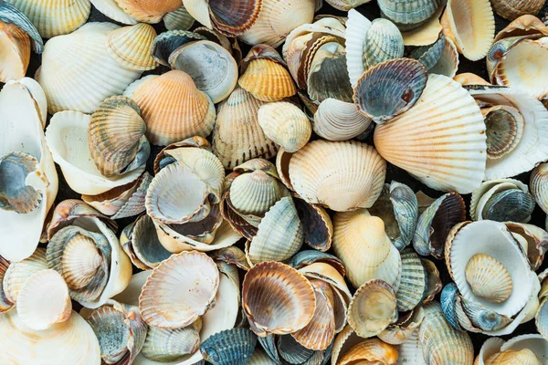 自然海贝壳图案的美丽背景和质感 — 图库照片