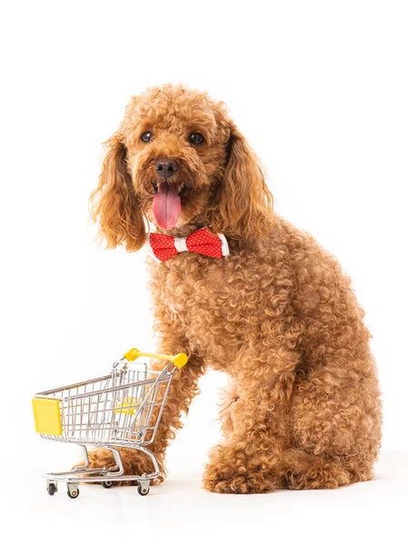 Aprikosenpudel Mit Einkaufswagen Isoliert Auf Weiß Lustiger Kleiner Hund — Stockfoto