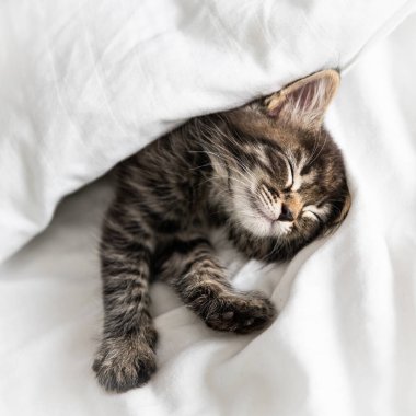 Küçük sevimli kedi yavrusu battaniyenin altından dışarı bakar.