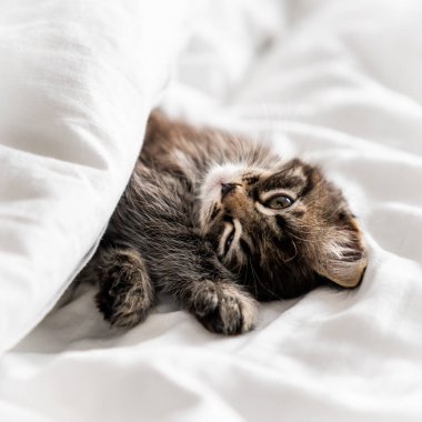 Battaniyeyle kaplanmış tatlı bir kedi yavrusu.