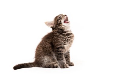 Beyaz arka planda izole kedi yavrusu