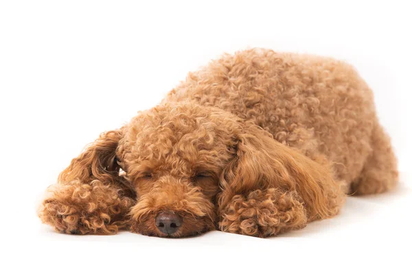 Apricot Poodle Isolated White Background Small Dog Sleeping — Stock Photo, Image