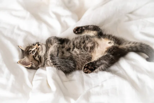 Niedliches Kleines Kätzchen Schaut Drinnen Unter Der Decke Hervor — Stockfoto