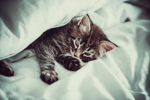 Küçük Sevimli Kedi Yavrusu Battaniyenin Altından Dışarı Bakar — Stok fotoğraf