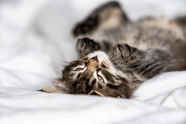 Söt Liten Kattunge Sover Täckt Med Filt — Stockfoto