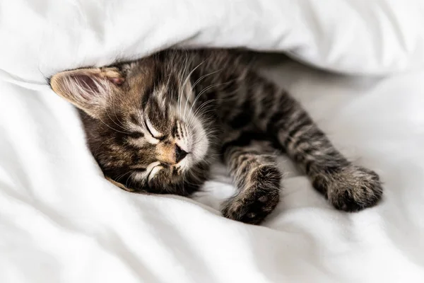 Милый Котенок Спит Покрытый Одеялом — стоковое фото