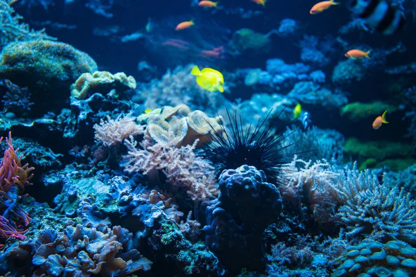 Tropische Vissen Een Koraalrif Kleurrijke Vissen Donkerblauw Water — Stockfoto